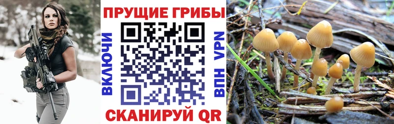 Псилоцибиновые грибы Psilocybe  цена наркотик  Белоусово 